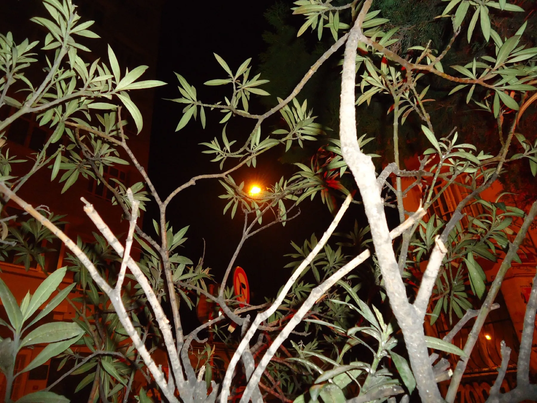 White branches of a plant lit by flash at night