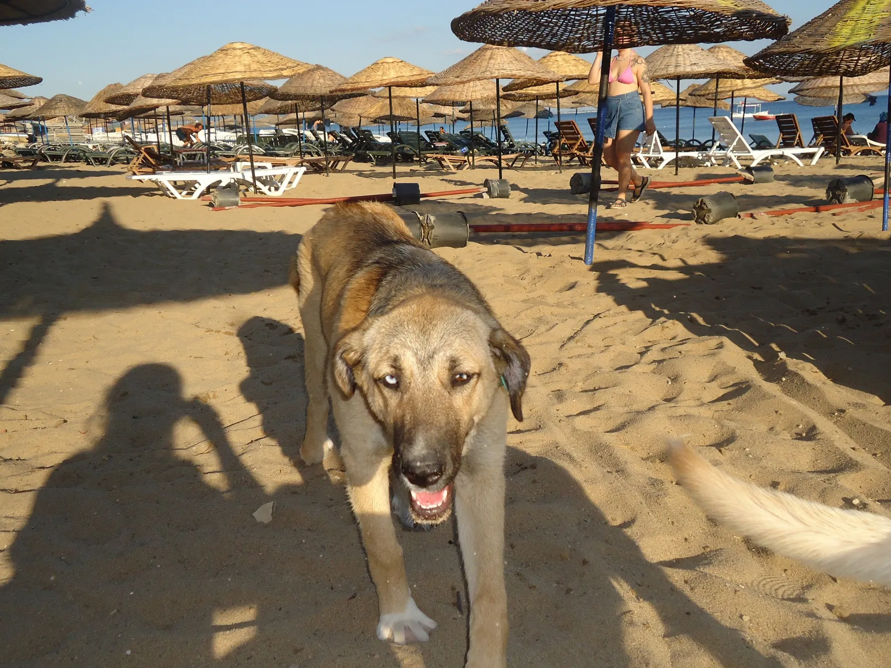 Dog walking on a sandy beach with umbrellas behind