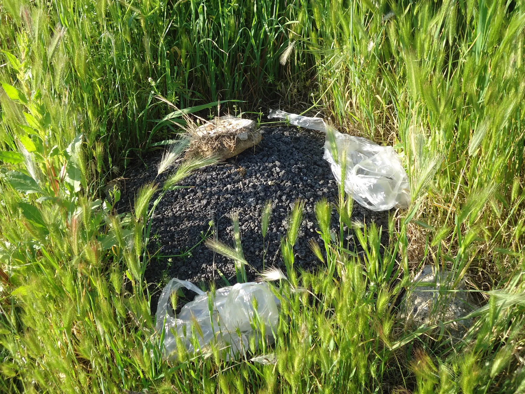 Dark object lying in tall green grass with plastic bags