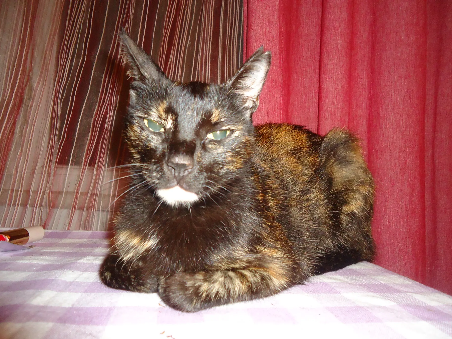 Tortoiseshell cat lying on a checked tablecloth