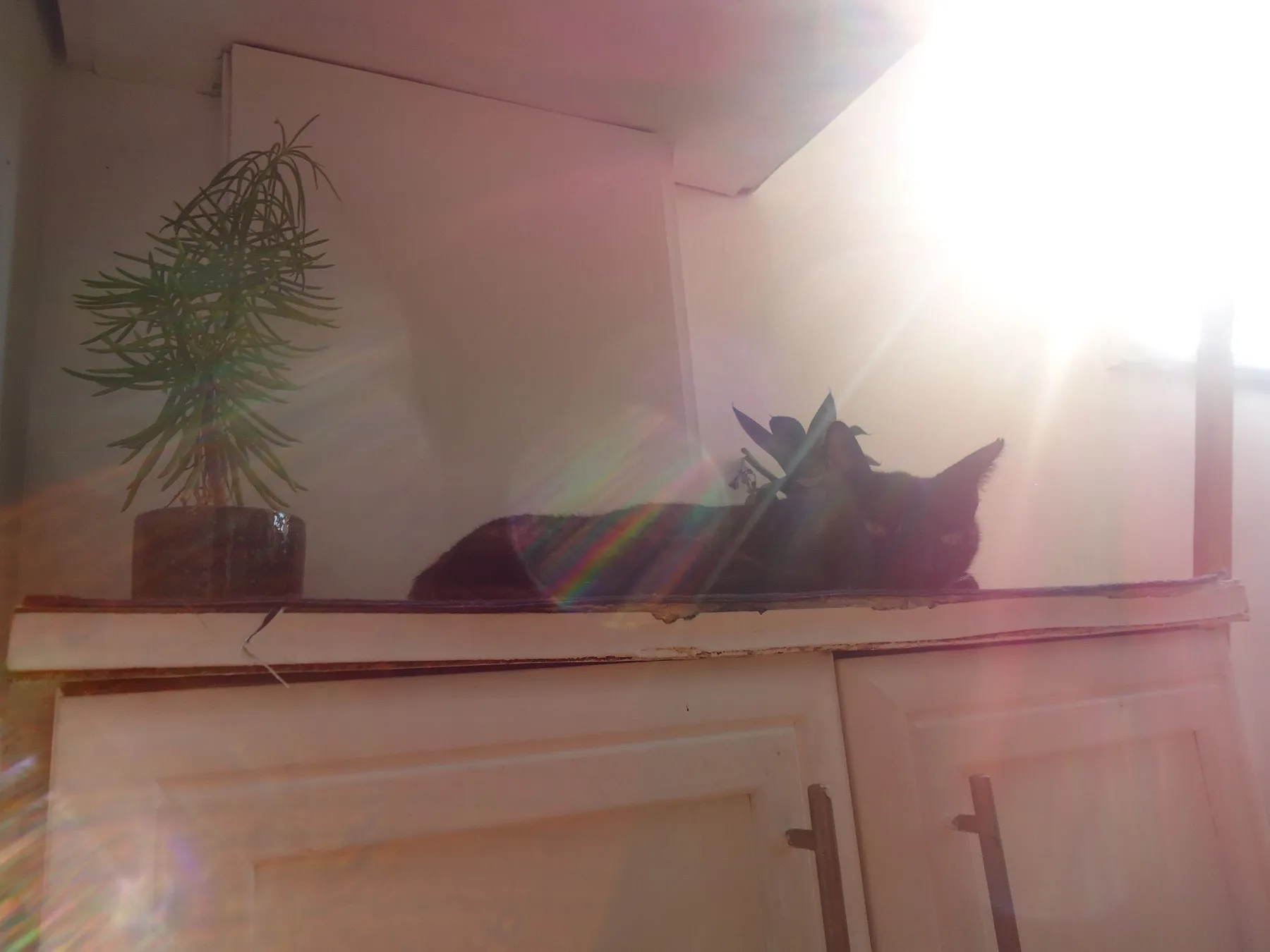 Kitchen counter with a plant and a sleeping cat in strong sunlight