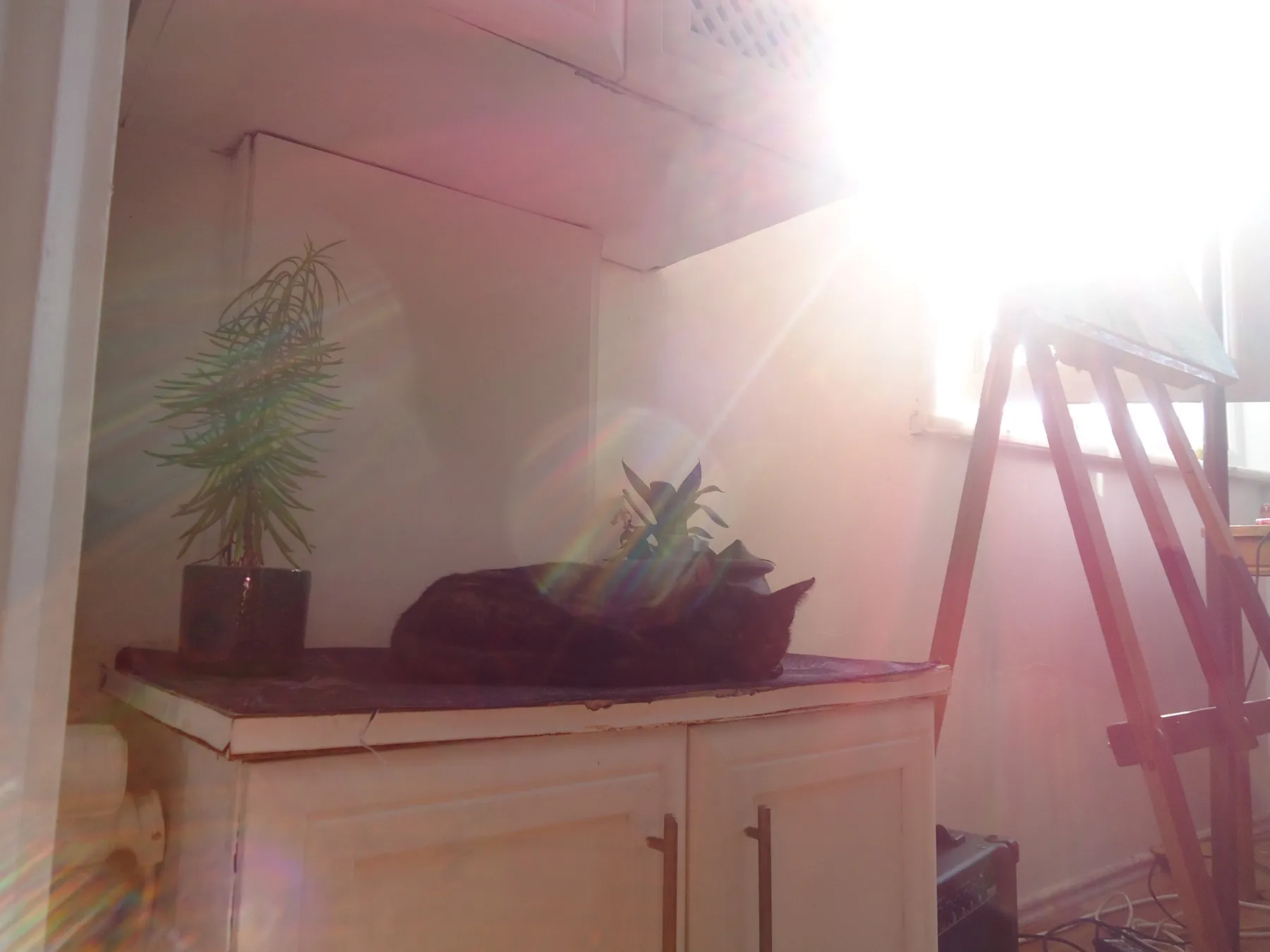 Kitchen counter with a plant and a cat, washed in light