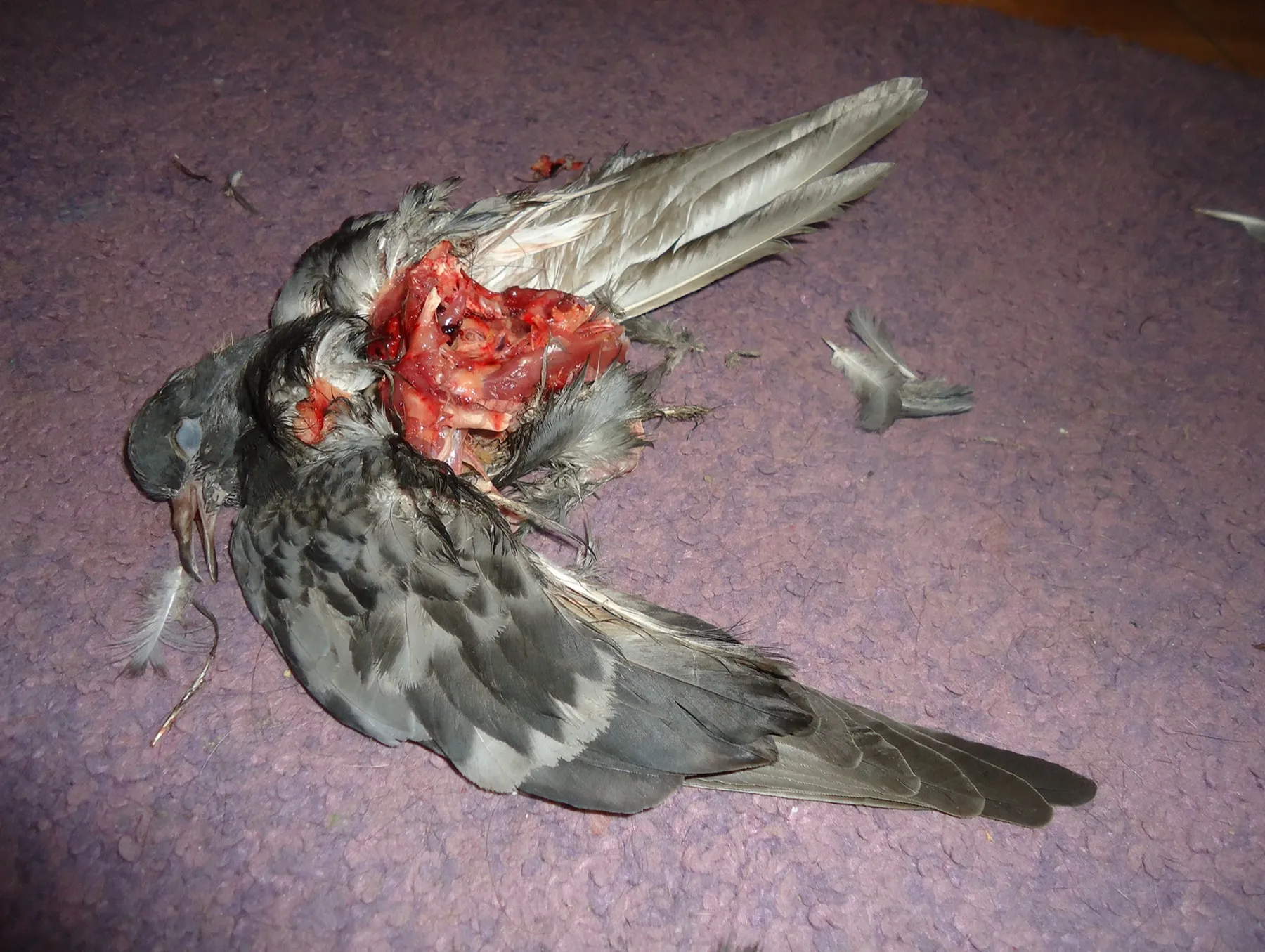Dead pigeon on a purple carpet