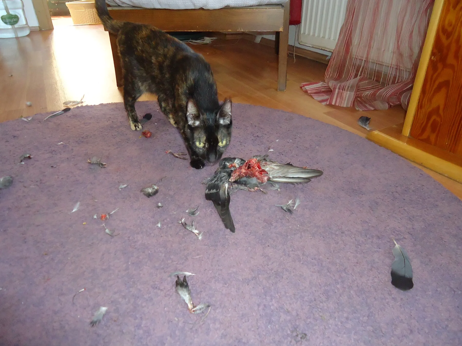 Cat with a dead pigeon on a purple carpet