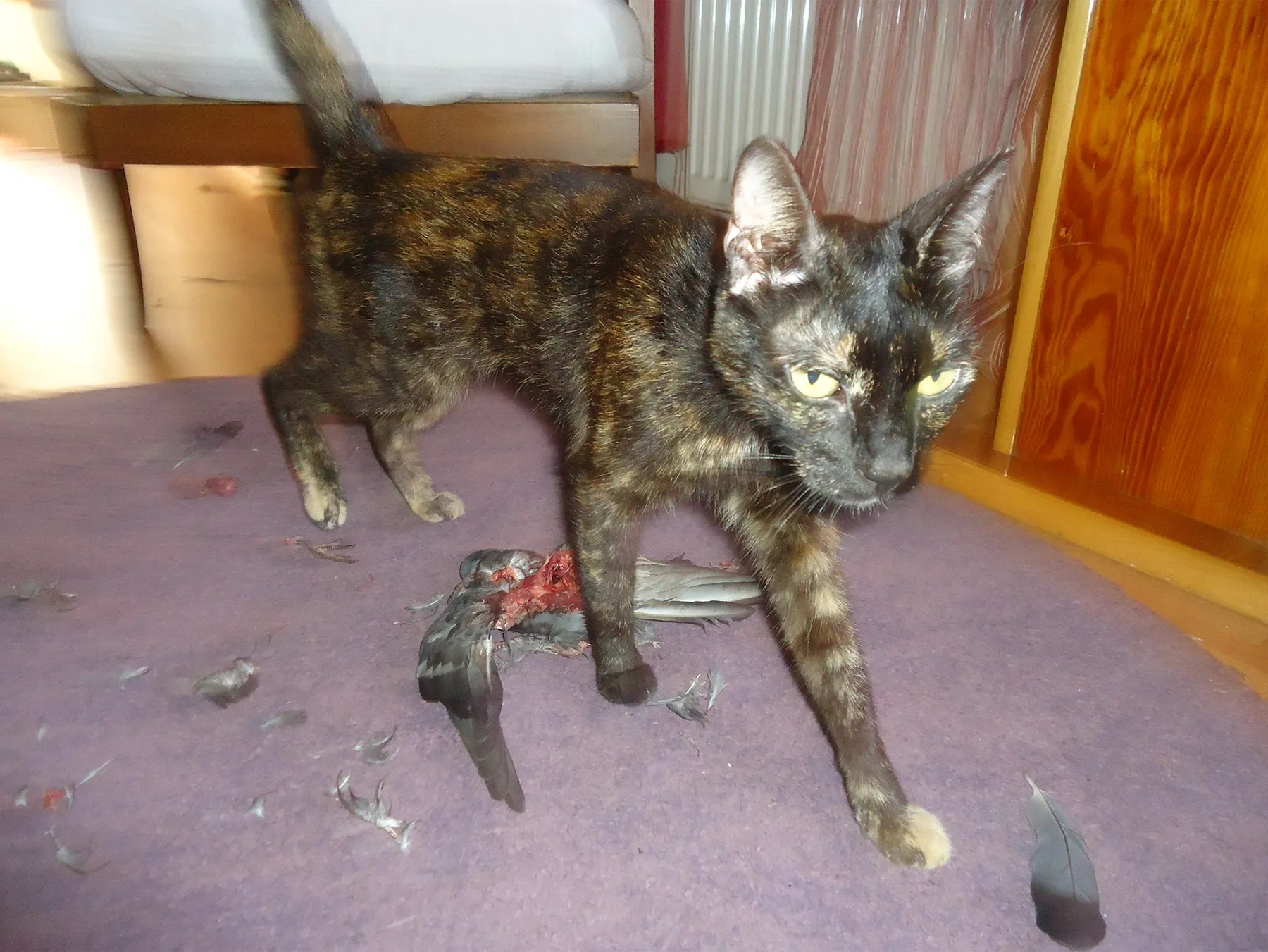 Cat standing over a dead pigeon