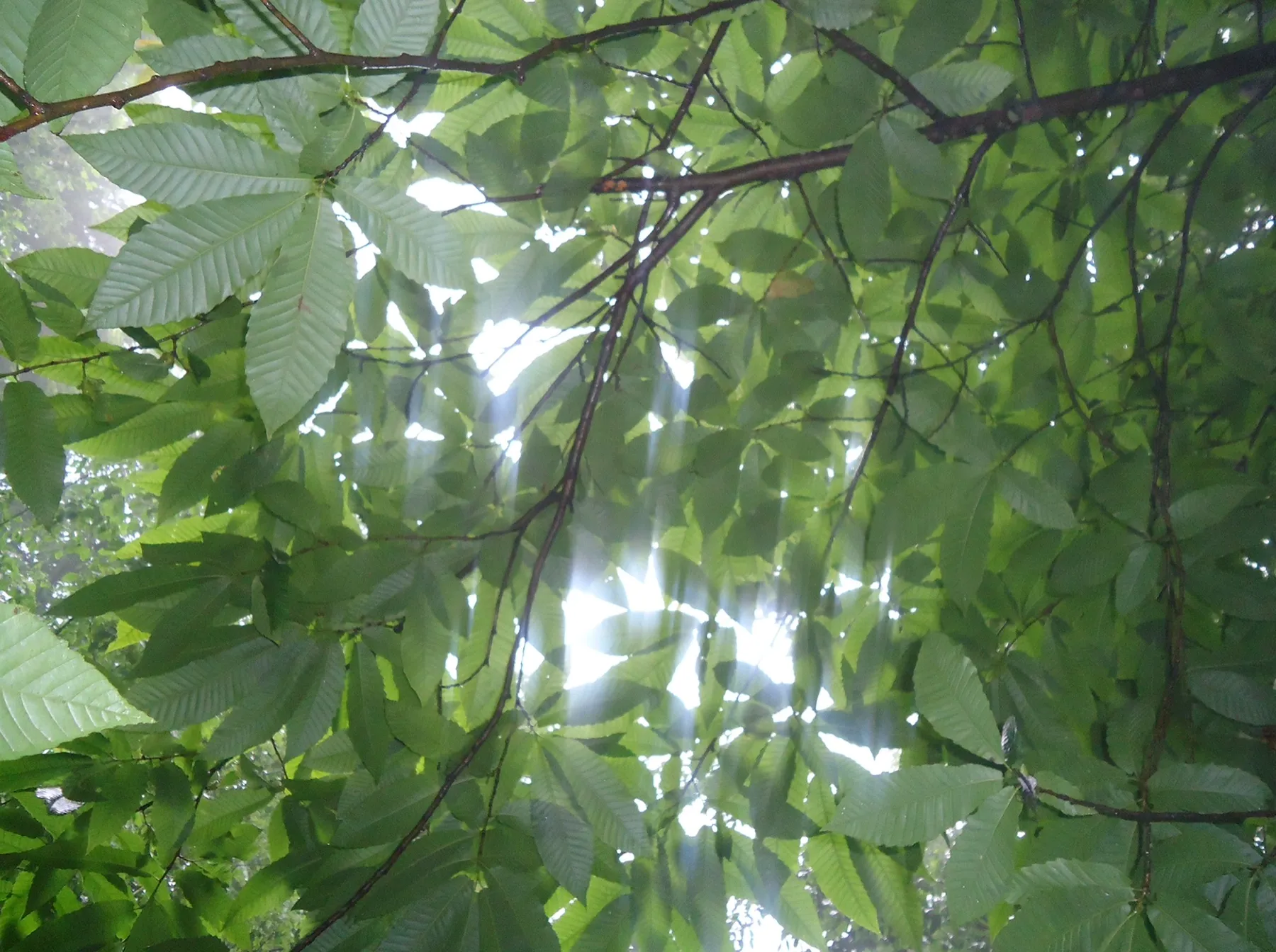 Sunlight through green leaves