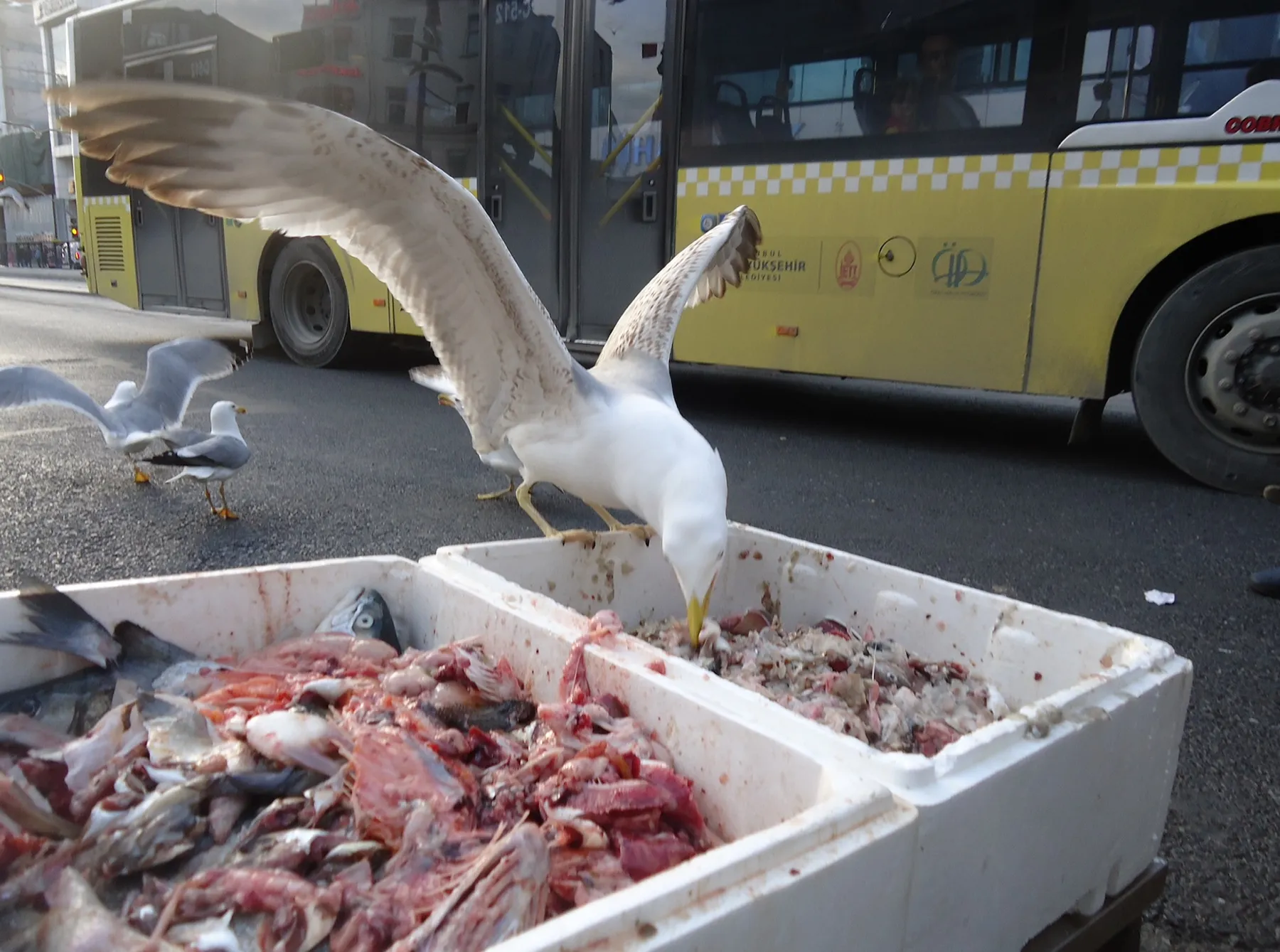 Seagull eating from a crate of fish beside a yellow bus