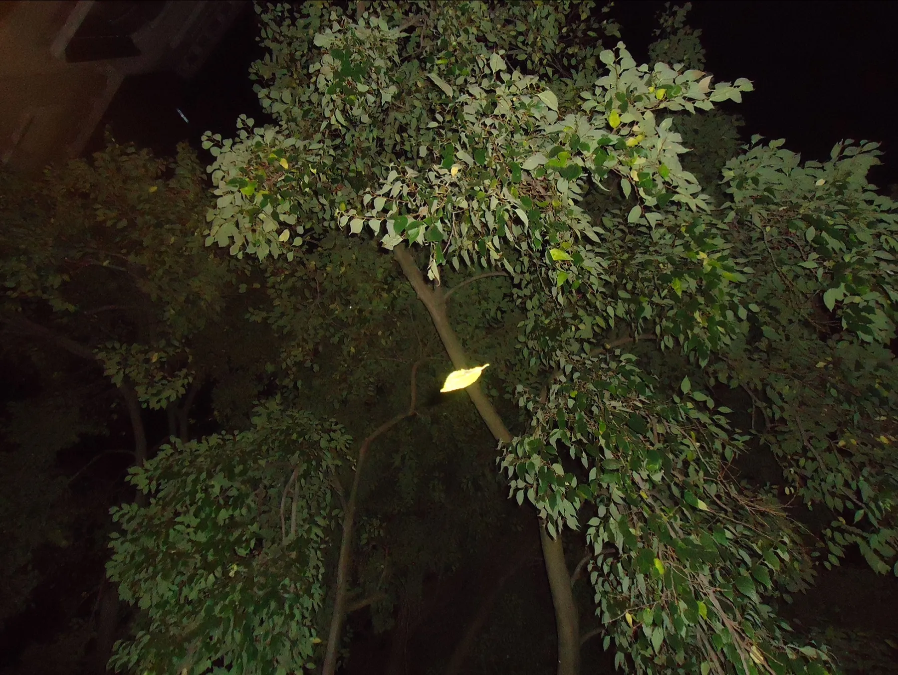 Tree at night lit by a street lamp
