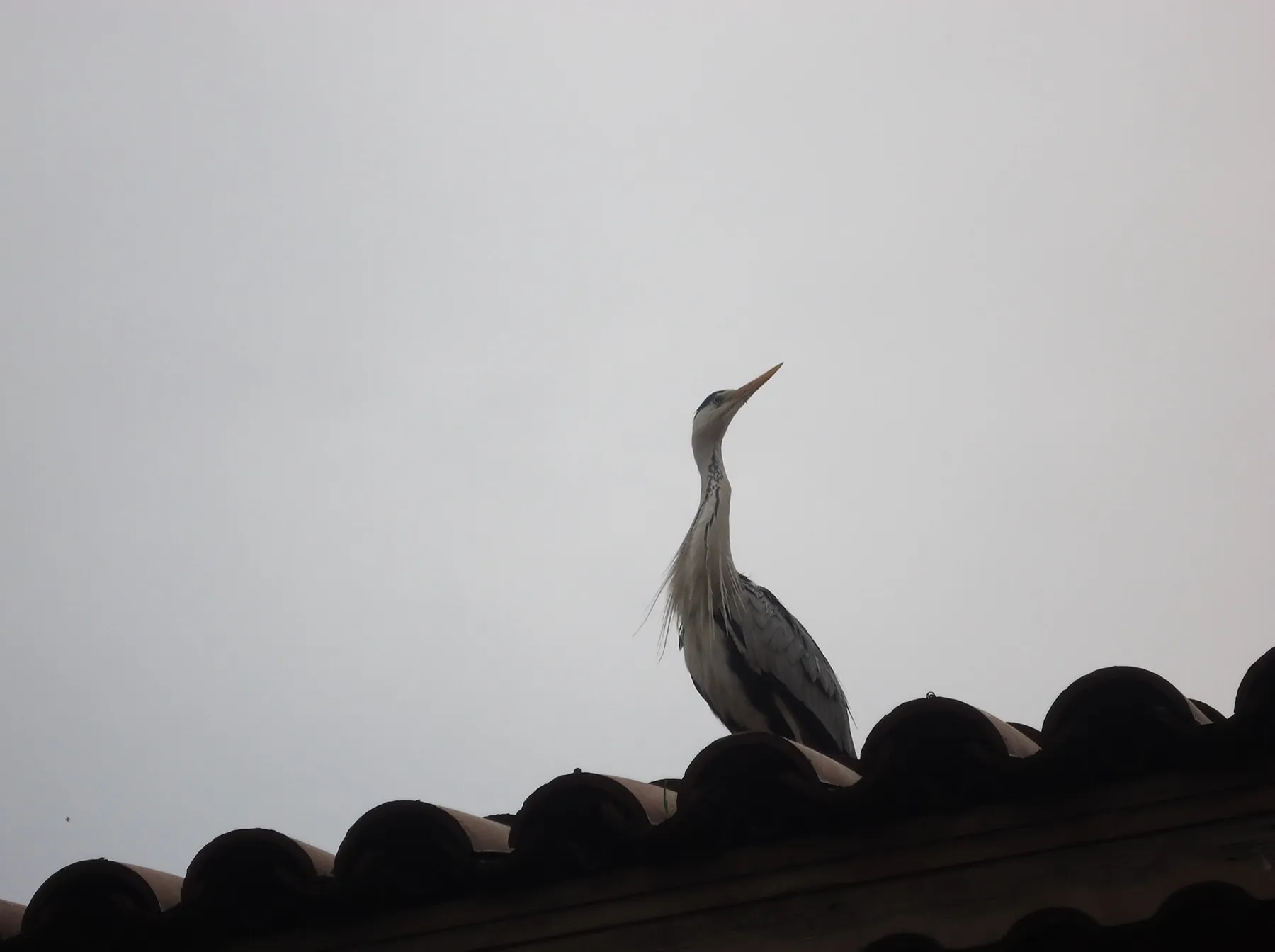 Heron on a tiled roof against a grey sky