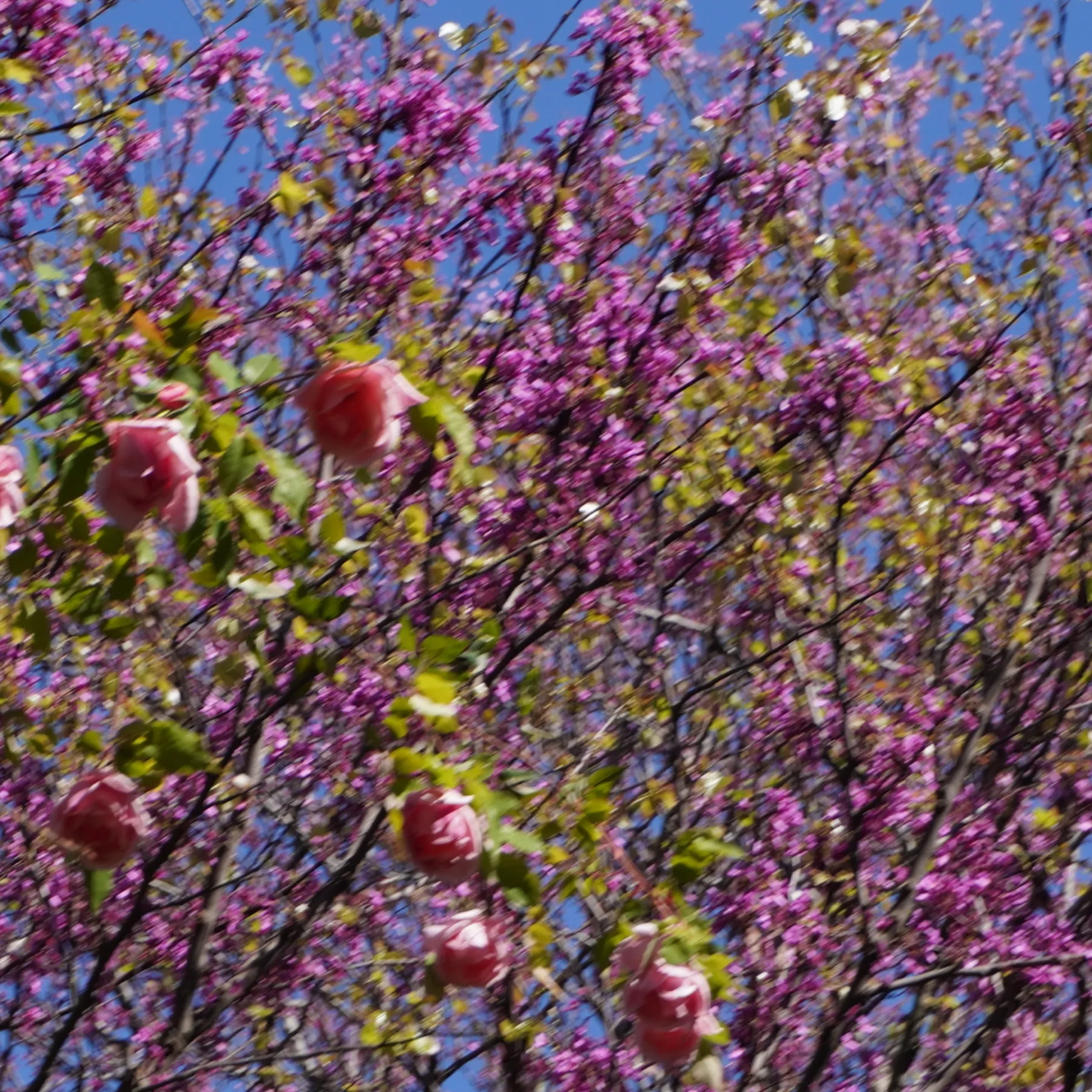 Pink camellias and purple Judas tree blossoms against a blue sky