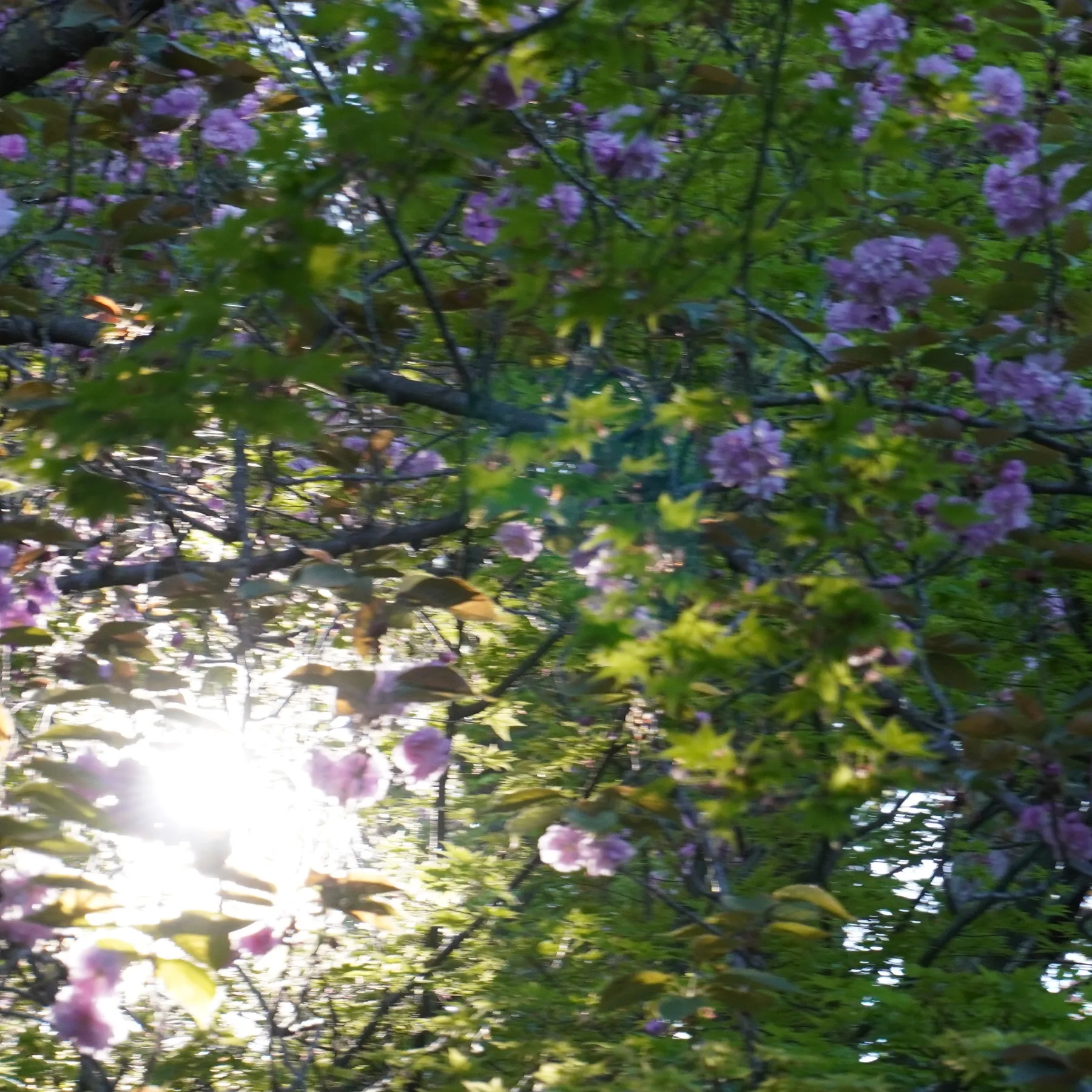 Purple blossoms with the sun shining through the leaves