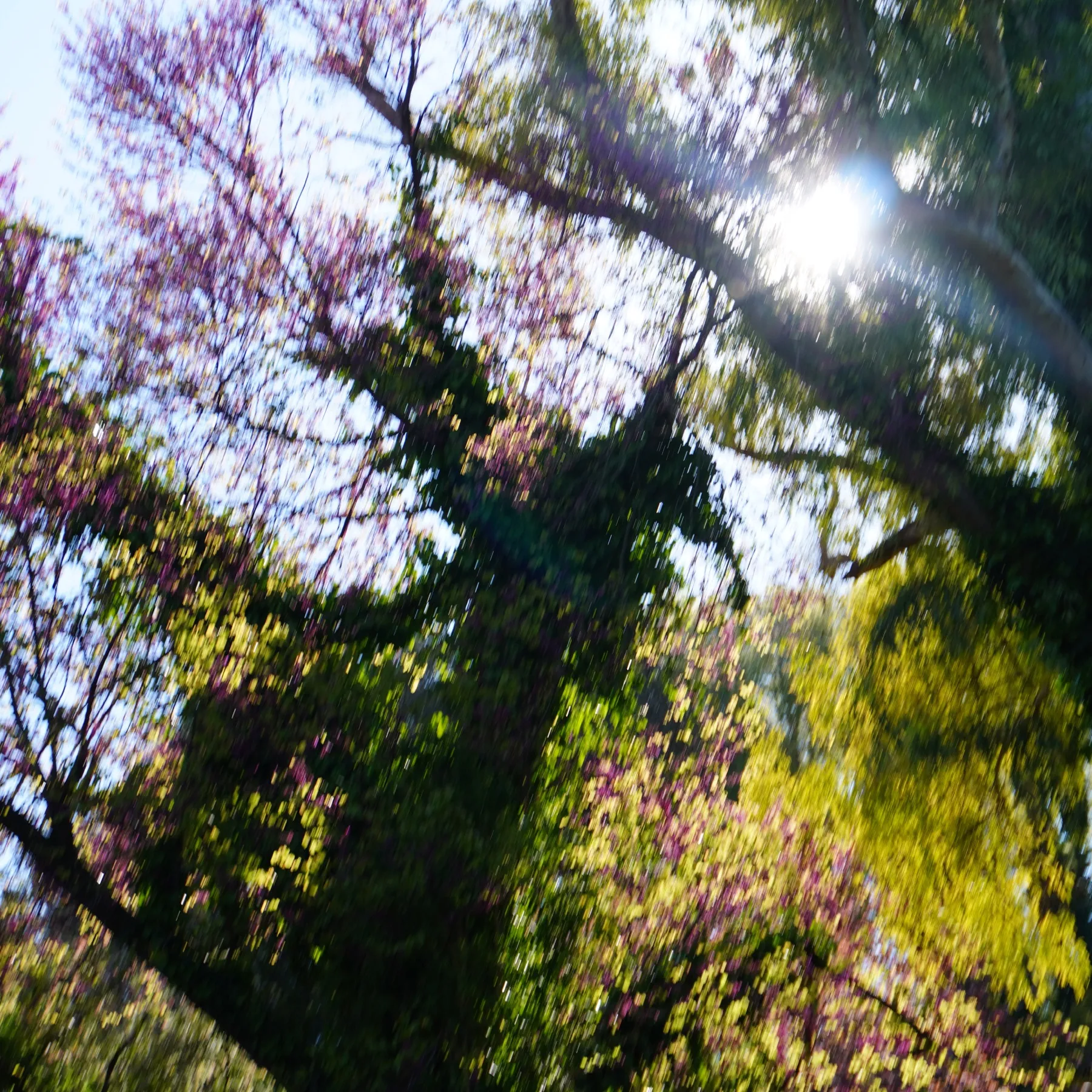 Sun shining through trees covered in purple blossoms