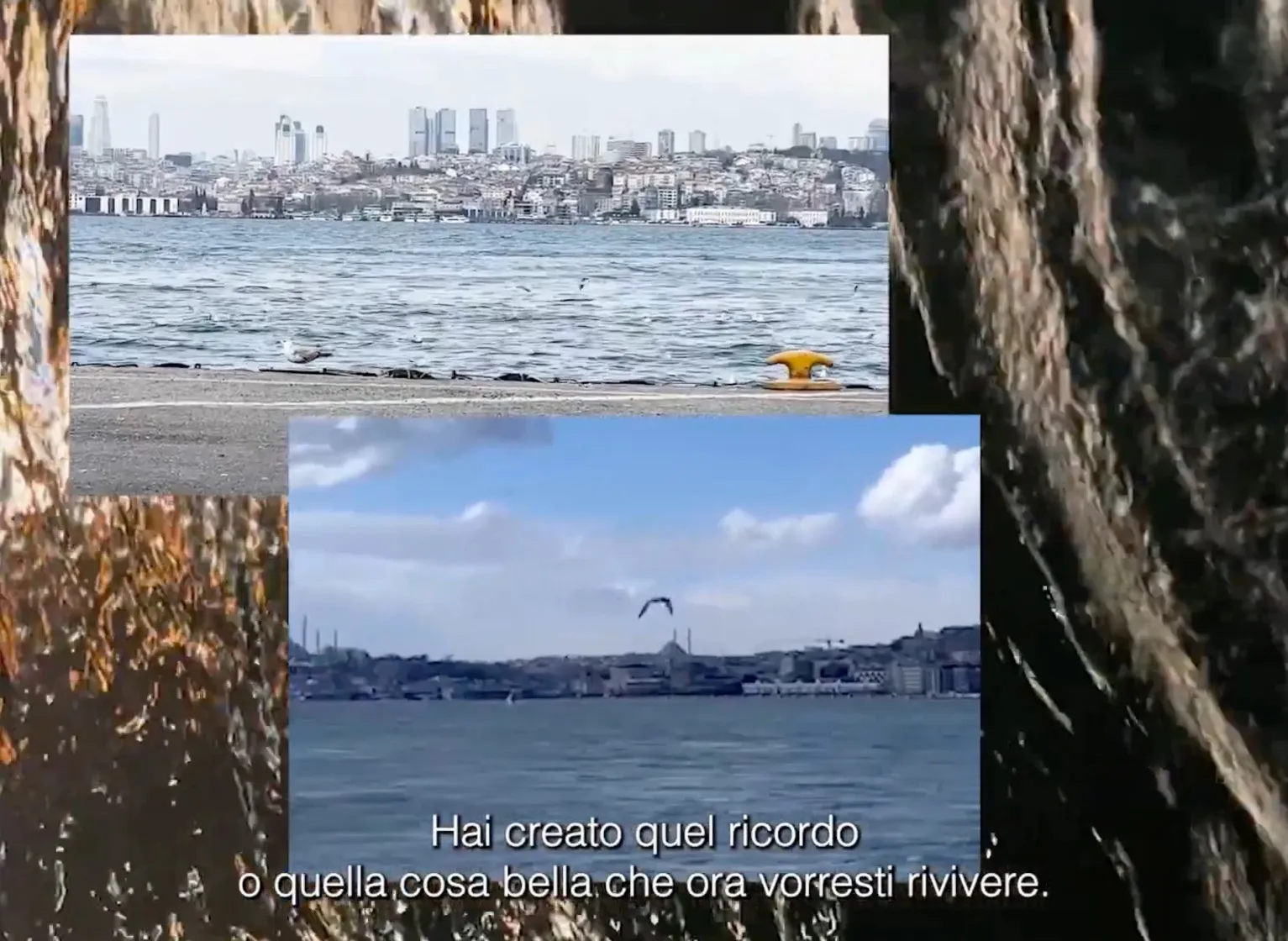 Two views of Istanbul across the water with a seagull, framed by tree bark